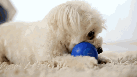 A small white dog playing with a blue ball in a looping GIF